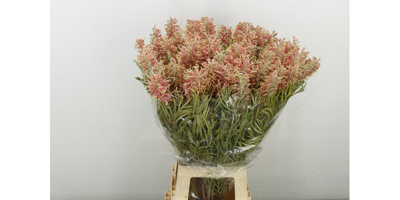 Grevi Misty Pink 80 cm A1