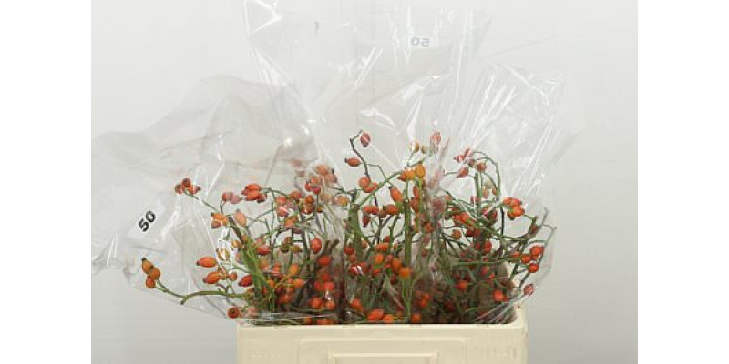 Rosa Zaffiro 50 cm A1