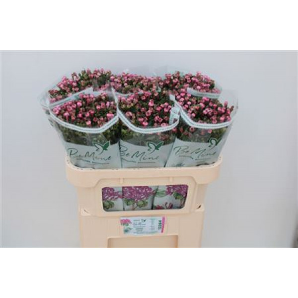 Bouvardia Du Diamond Dpink 70cm A1