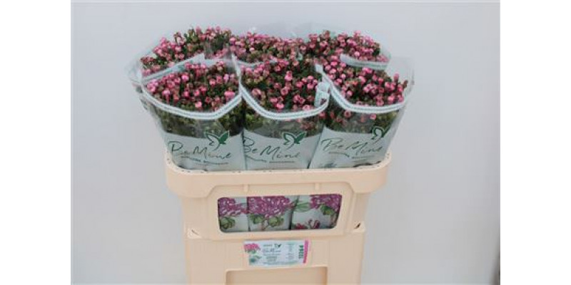 Bouvardia Du Diamond Dpink 70cm A1