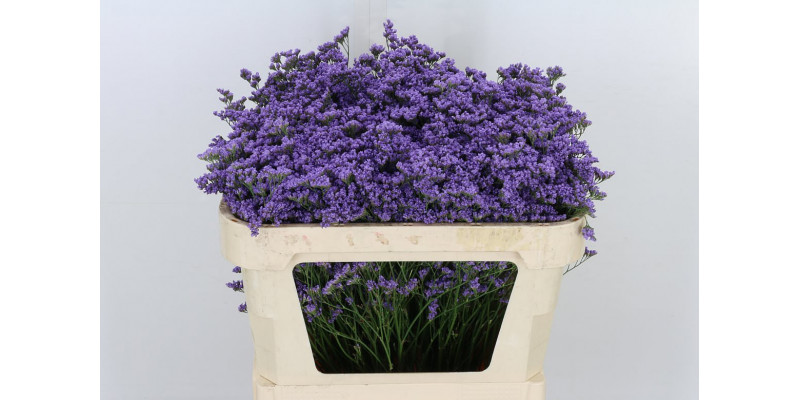 Limonium Maine Blue 70cm A1 Col-Purple