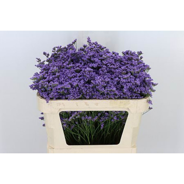 Limonium Maine Blue 70cm A1