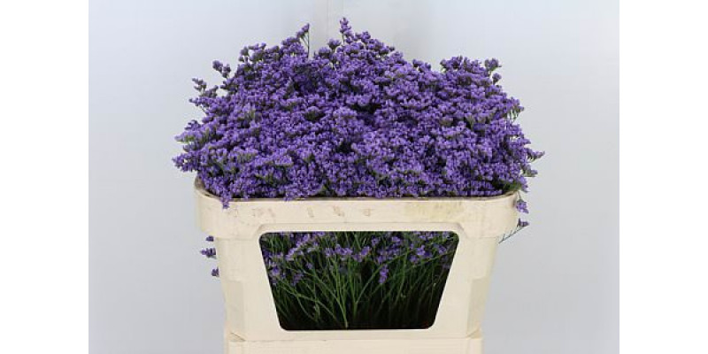 Limonium Maine Blue 70cm A1