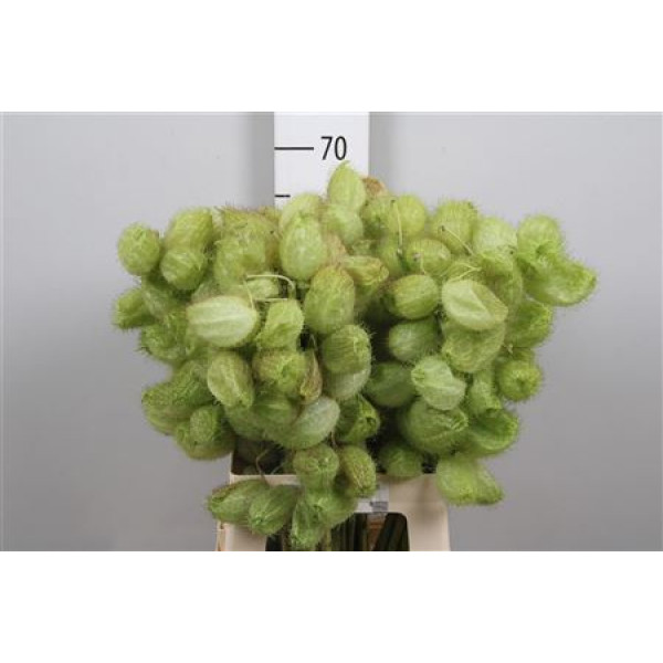 Gom Freesias Moby Dick 65 cm A1