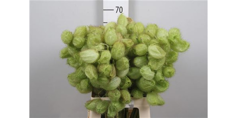 Gom Freesias Moby Dick 65 cm A1