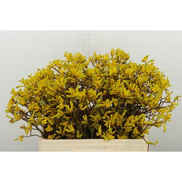Anigoz Yellow Gem 60 cm A1