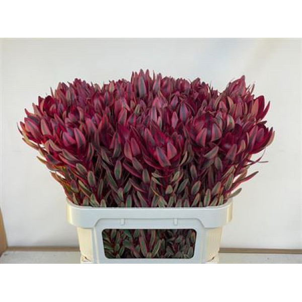 Leucadendron Jester  Col-Red