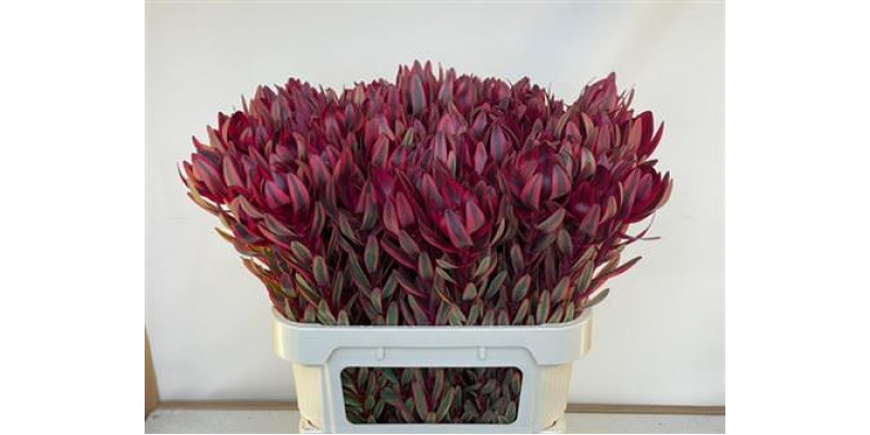 Leucadendron Jester  Col-Red