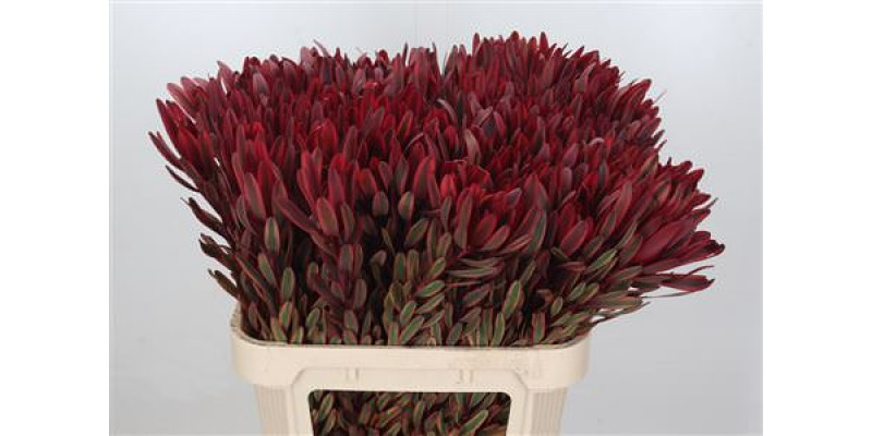 Leucadendron Jester 80cm A1