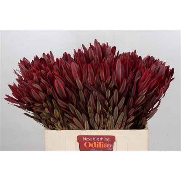 Leucadendron Jester 60cm A1