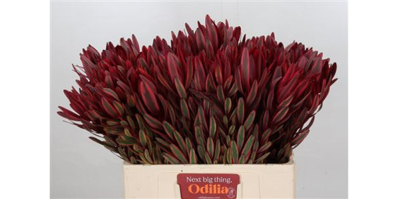 Leucadendron Jester 60cm A1