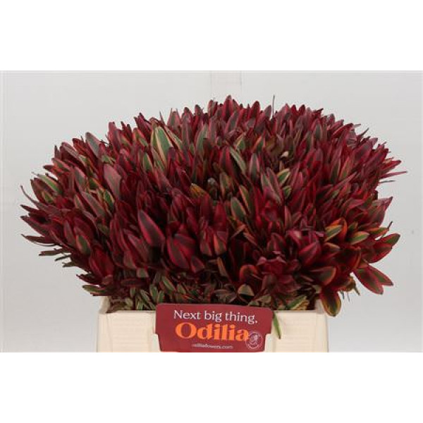 Leucadendron Jester 40cm A1