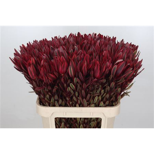 Leucadendron Jester 80cm A1