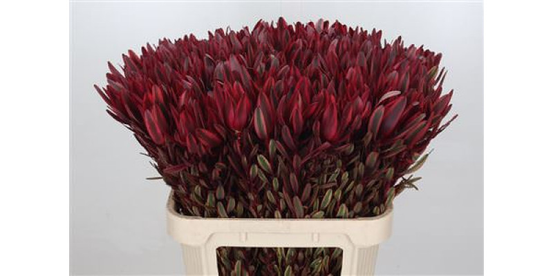 Leucadendron Jester 80cm A1