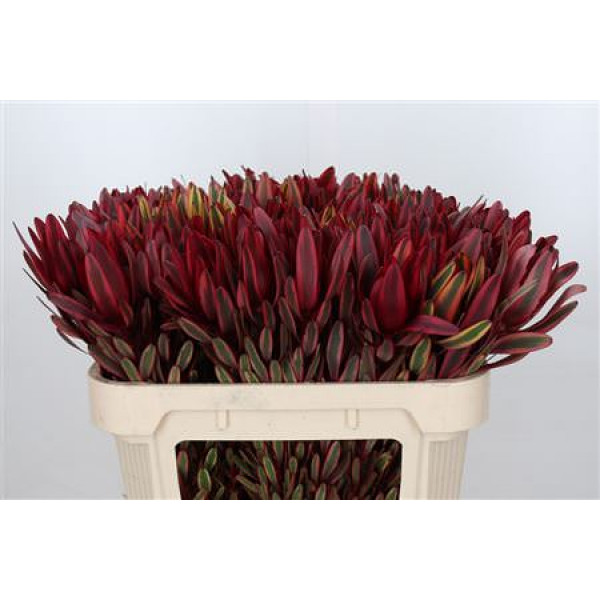 Leucadendron Jester 70cm A1