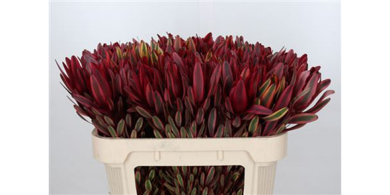 Leucadendron Jester 70cm A1