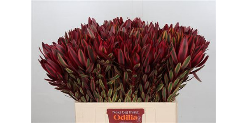 Leucadendron Jester 60cm A1