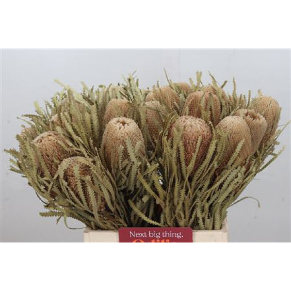 Banksia Hookerana Dry 45cm A1