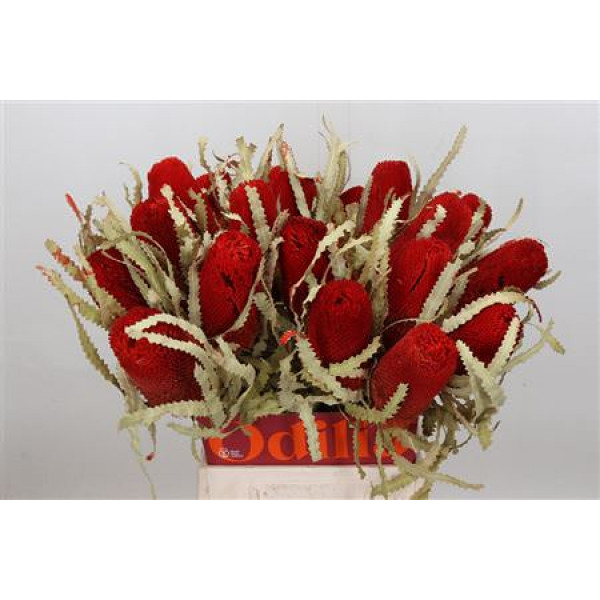 Banksia Prionote Red Dry 50cm A1