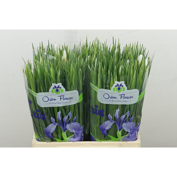 Iris White Magic 64 cm A1