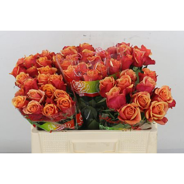 Rose Gr Cherry Brandy 50cm A1