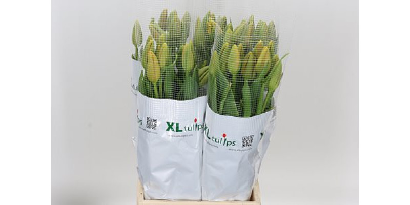 Tulips Frans En Dordogne 55 cm A1