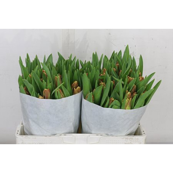 Tulips Pa Lucky Parrot 38cm A1