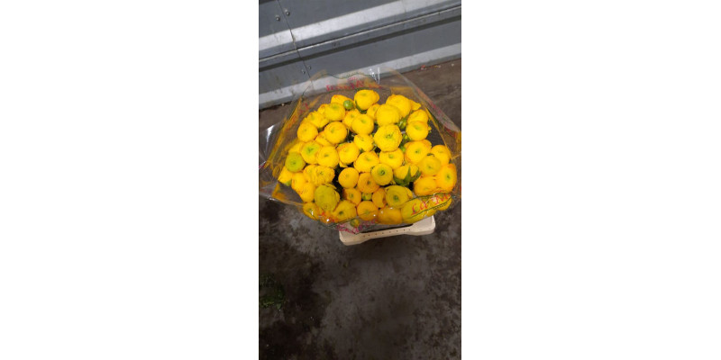 Ranunculus Kl Ceres Xl 45cm A1