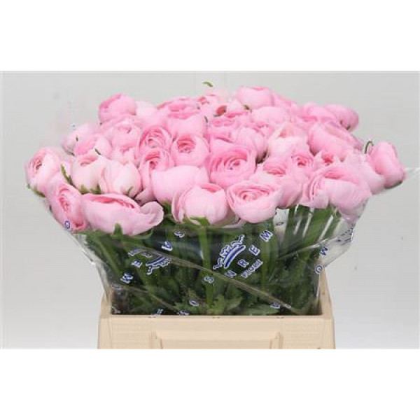 Ranunculus Cloni Ex Lady 45cm A1