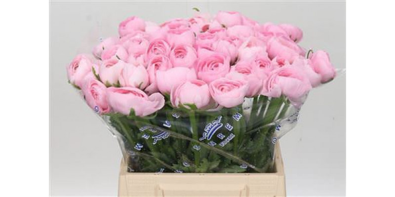 Ranunculus Cloni Ex Lady 45cm A1