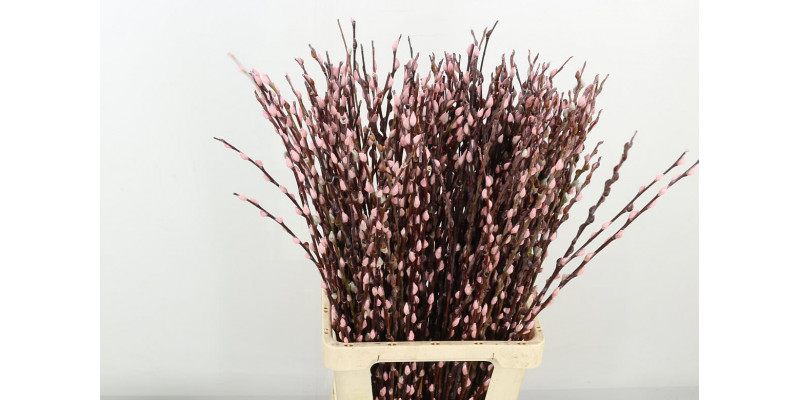 Salix Klbh Pink 80cm 80 A1Copper