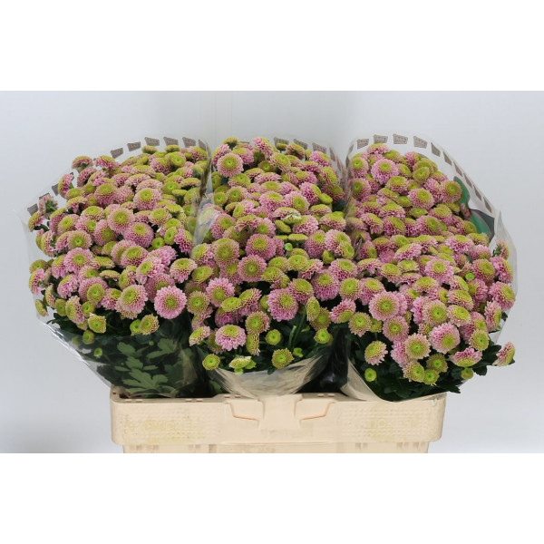 Chrysanthemums San Aaa Jeann Pi 55cm A1 Col-Pink