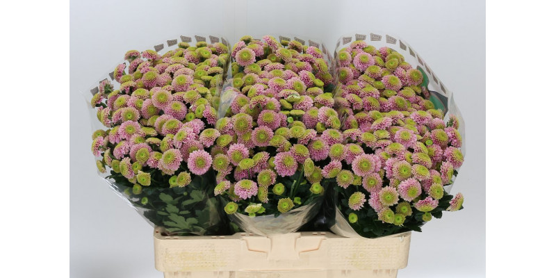 Chrysanthemums San Aaa Jeann Pi 55cm A1 Col-Pink