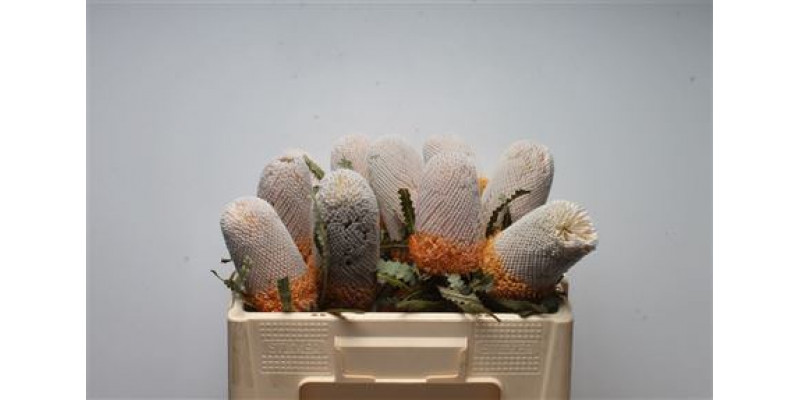 Banksia Prionotis 50cm A1