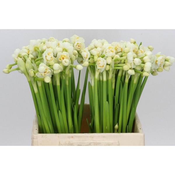 Daffodil - Narcissus D Bridal Crown 40cm A1