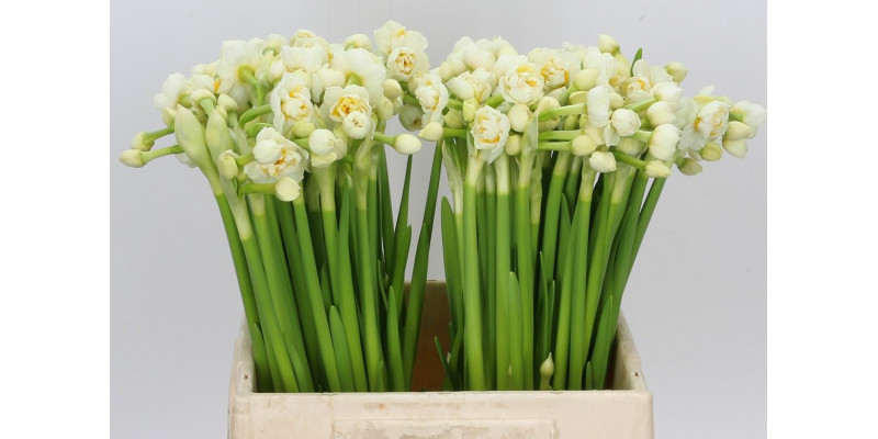Daffodil - Narcissus D Bridal Crown 40cm A1