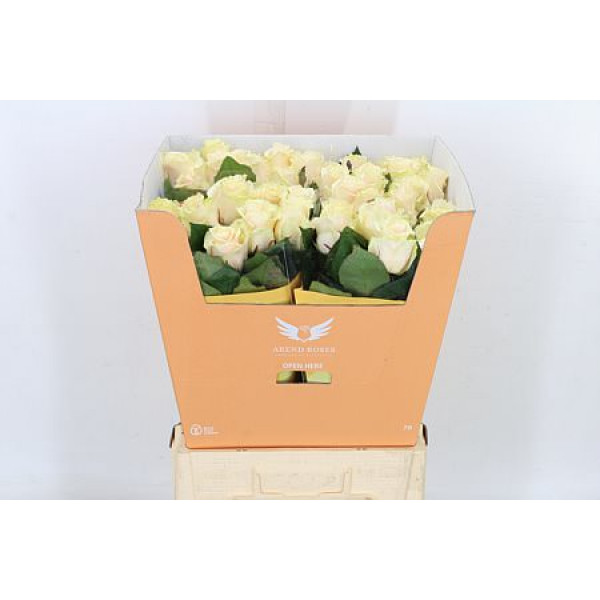 Rose Gr Talea 70cm A1 Col-Cream