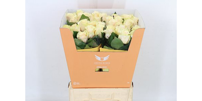 Rose Gr Talea 70cm A1 Col-Cream