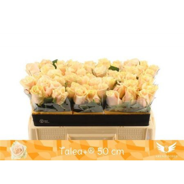 Rose Gr Talea 50cm A1 Col-Cream