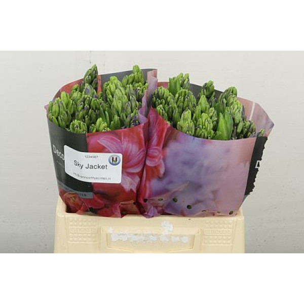 Hyacynthus Sky Jacket 30 cm A1