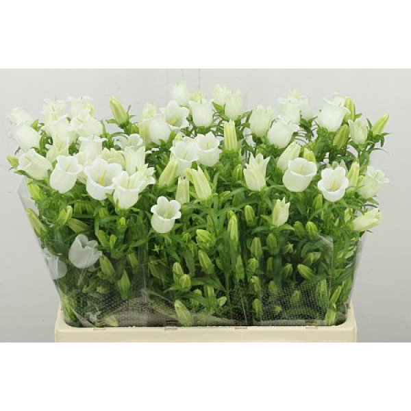 Camp M Champion White 60 cm A1