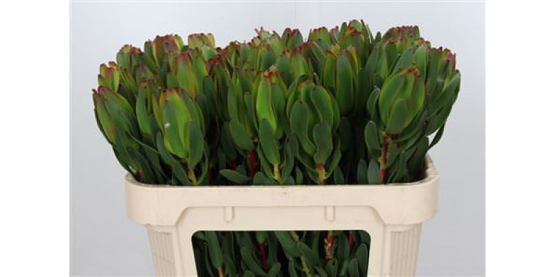 Leucadendron Laurel Yellow 70cm A1