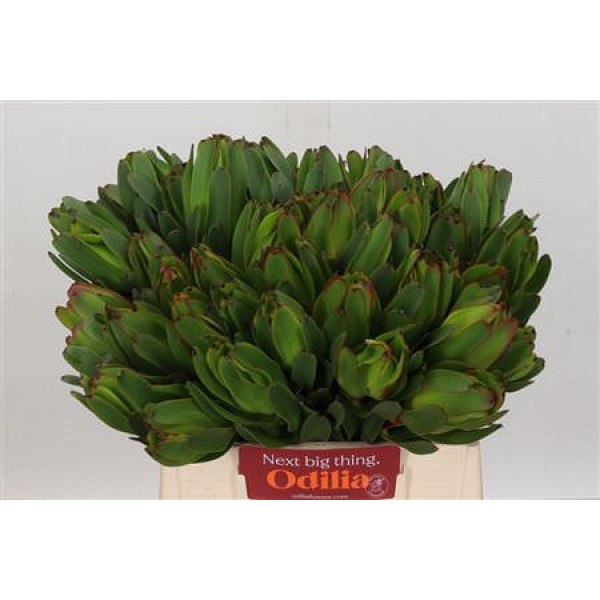 Leucadendron Laurel Yellow 40cm A1