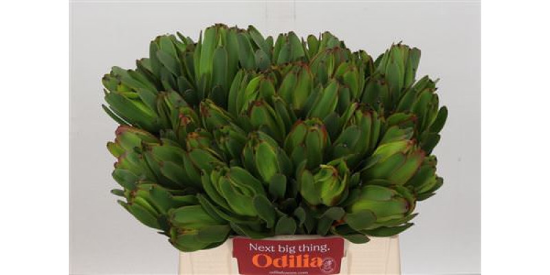 Leucadendron Laurel Yellow 40cm A1