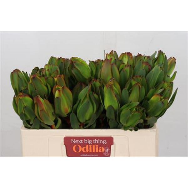 Leucadendron Laurel Yellow 50cm A1