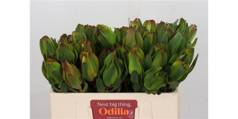 Leucadendron Laurel Yellow 50cm A1