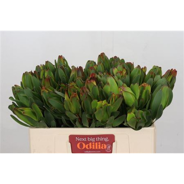 Leucadendron Laurel Yellow 50cm A1