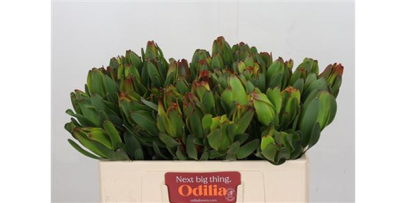 Leucadendron Laurel Yellow 50cm A1