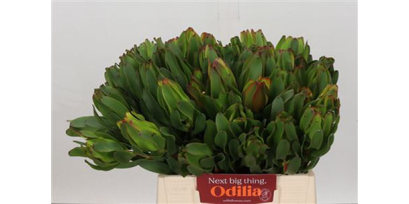 Leucadendron Laurel Yellow 40cm A1