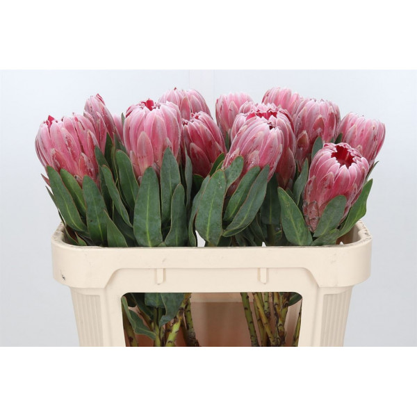 Protea Carnival 70cm A1 Col-Pink